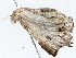  ( - BIOUG64412-B05)  @11 [ ] CreativeCommons - Attribution (2022) CBG Photography Group Centre for Biodiversity Genomics