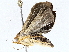 (Rivula Malaise6388 - BIOUG64412-B08)  @11 [ ] CreativeCommons - Attribution (2022) CBG Photography Group Centre for Biodiversity Genomics