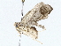  ( - BIOUG64412-B09)  @11 [ ] CreativeCommons - Attribution (2022) CBG Photography Group Centre for Biodiversity Genomics