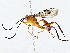  (crypMalaise01 Malaise0276 - BIOUG64412-G01)  @11 [ ] CreativeCommons - Attribution (2022) CBG Photography Group Centre for Biodiversity Genomics