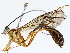  (Enicospilus Malaise1883 - BIOUG64413-C02)  @11 [ ] CreativeCommons - Attribution (2022) CBG Photography Group Centre for Biodiversity Genomics