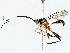  ( - BIOUG64413-D02)  @11 [ ] CreativeCommons - Attribution (2022) CBG Photography Group Centre for Biodiversity Genomics