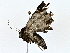  ( - BIOUG64414-B05)  @11 [ ] CreativeCommons - Attribution (2022) CBG Photography Group Centre for Biodiversity Genomics