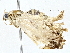  ( - BIOUG64414-C06)  @11 [ ] CreativeCommons - Attribution (2022) CBG Photography Group Centre for Biodiversity Genomics