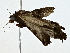  ( - BIOUG70303-G02)  @11 [ ] CreativeCommons - Attribution (2022) CBG Photography Group Centre for Biodiversity Genomics
