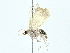  (glaphyBioLep01 Biolep0312 - BIOUG70304-A08)  @11 [ ] CreativeCommons - Attribution (2022) CBG Photography Group Centre for Biodiversity Genomics