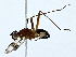  (Grallipeza vicina - BIOUG70304-E10)  @11 [ ] CreativeCommons - Attribution (2022) CBG Photography Group Centre for Biodiversity Genomics