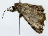  ( - BIOUG70305-B12)  @11 [ ] CreativeCommons - Attribution (2022) CBG Photography Group Centre for Biodiversity Genomics