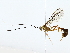  ( - BIOUG70306-C11)  @11 [ ] CreativeCommons - Attribution (2022) CBG Photography Group Centre for Biodiversity Genomics