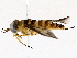  ( - BIOUG76509-E01)  @11 [ ] CreativeCommons - Attribution (2022) CBG Photography Group Centre for Biodiversity Genomics
