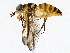  ( - BIOUG76510-B06)  @11 [ ] CreativeCommons - Attribution (2022) CBG Photography Group Centre for Biodiversity Genomics