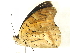  (Archaeoprepona Malaise9814 - BIOUG76510-H06)  @11 [ ] CreativeCommons - Attribution (2022) CBG Photography Group Centre for Biodiversity Genomics