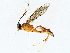  (ichneuMalaise01 Malaise2379 - BIOUG76512-A04)  @11 [ ] CreativeCommons - Attribution (2022) CBG Photography Group Centre for Biodiversity Genomics