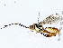  ( - BIOUG76512-A10)  @11 [ ] CreativeCommons - Attribution (2022) CBG Photography Group Centre for Biodiversity Genomics