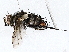  ( - BIOUG76513-F08)  @11 [ ] CreativeCommons - Attribution (2022) CBG Photography Group Centre for Biodiversity Genomics