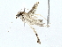  (Herpetogramma Malasie1988 - BIOUG76514-C10)  @11 [ ] CreativeCommons - Attribution (2022) CBG Photography Group Centre for Biodiversity Genomics