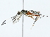  (cryptJanzen01 Malaise7541 - BIOUG77726-B10)  @11 [ ] CreativeCommons - Attribution (2022) CBG Photography Group Centre for Biodiversity Genomics