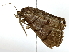  ( - BIOUG77726-G09)  @11 [ ] CreativeCommons - Attribution (2022) CBG Photography Group Centre for Biodiversity Genomics