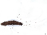  ( - BIOUG80112-C01)  @11 [ ] CreativeCommons - Attribution (2022) CBG Photography Group Centre for Biodiversity Genomics