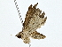 ( - BIOUG85263-F04)  @11 [ ] CreativeCommons - Attribution (2022) CBG Photography Group Centre for Biodiversity Genomics