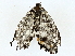  ( - BIOUG85264-D07)  @11 [ ] CreativeCommons - Attribution (2022) CBG Photography Group Centre for Biodiversity Genomics