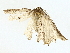  ( - BIOUG85264-E05)  @11 [ ] CreativeCommons - Attribution (2022) CBG Photography Group Centre for Biodiversity Genomics