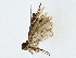  ( - BIOUG85265-D12)  @11 [ ] CreativeCommons - Attribution (2022) CBG Photography Group Centre for Biodiversity Genomics