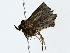  ( - BIOUG85266-B12)  @11 [ ] CreativeCommons - Attribution (2022) CBG Photography Group Centre for Biodiversity Genomics