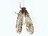  ( - BIOUG85266-C05)  @11 [ ] CreativeCommons - Attribution (2022) CBG Photography Group Centre for Biodiversity Genomics