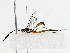  (cryptJanzen01 Malaise8793 - BIOUG85267-E02)  @11 [ ] CreativeCommons - Attribution (2022) CBG Photography Group Centre for Biodiversity Genomics