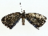  ( - BIOUG85268-A02)  @11 [ ] CreativeCommons - Attribution (2022) CBG Photography Group Centre for Biodiversity Genomics