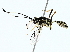  (crypMalaise01 Malaise2779 - BIOUG85268-B06)  @11 [ ] CreativeCommons - Attribution (2022) CBG Photography Group Centre for Biodiversity Genomics
