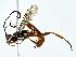 ( - BIOUG85295-E07)  @11 [ ] CreativeCommons - Attribution (2022) CBG Photography Group Centre for Biodiversity Genomics
