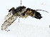  ( - BIOUG85296-A09)  @11 [ ] CreativeCommons - Attribution (2022) CBG Photography Group Centre for Biodiversity Genomics