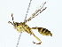  ( - BIOUG85296-B06)  @11 [ ] CreativeCommons - Attribution (2022) CBG Photography Group Centre for Biodiversity Genomics
