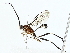  ( - BIOUG85296-C05)  @11 [ ] CreativeCommons - Attribution (2022) CBG Photography Group Centre for Biodiversity Genomics