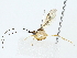  ( - BIOUG85296-C11)  @11 [ ] CreativeCommons - Attribution (2022) CBG Photography Group Centre for Biodiversity Genomics