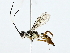  (ichJanzen01 Janzen3181 - BIOUG85297-G07)  @11 [ ] CreativeCommons - Attribution (2022) CBG Photography Group Centre for Biodiversity Genomics