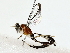  ( - BIOUG85297-H06)  @11 [ ] CreativeCommons - Attribution (2022) CBG Photography Group Centre for Biodiversity Genomics