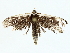  (Oruza Malaise8260 - BIOUG85298-A05)  @11 [ ] CreativeCommons - Attribution (2022) CBG Photography Group Centre for Biodiversity Genomics