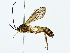  ( - BIOUG85298-D10)  @11 [ ] CreativeCommons - Attribution (2022) CBG Photography Group Centre for Biodiversity Genomics