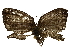  ( - BIOUG85298-G01)  @11 [ ] CreativeCommons - Attribution (2022) CBG Photography Group Centre for Biodiversity Genomics