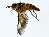  ( - BIOUG85300-A09)  @11 [ ] CreativeCommons - Attribution (2022) CBG Photography Group Centre for Biodiversity Genomics