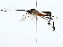  ( - BIOUG85300-C07)  @11 [ ] CreativeCommons - Attribution (2022) CBG Photography Group Centre for Biodiversity Genomics