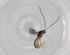  (Heterospilus Malaise5174 - BIOUG87338-C09)  @11 [ ] CreativeCommons - Attribution (2022) Centre for Biodiversity Genomics Centre for Biodiversity Genomics