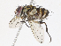  ( - CBG-A13218-A04)  @11 [ ] CreativeCommons - Attribution Share - Alike (2023) CBG Photography Group Centre for Biodiversity Genomics