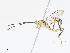  ( - CBG-A13218-G05)  @11 [ ] CreativeCommons - Attribution Share - Alike (2023) CBG Photography Group Centre for Biodiversity Genomics