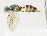  ( - CBG-A21611-F11)  @11 [ ] CreativeCommons - Attribution Share-Alike (2023) CBG Photography Group Centre for Biodiversity Genomics