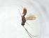  (Heterospilus Malaise7523 - CBG-A11296-A01)  @11 [ ] CreativeCommons - Attribution Share - Alike (2023) Centre for Biodiversity Genomics Centre for Biodiversity Genomics