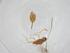  (Heterospilus Malaise1049 - CBG-A11303-B12)  @11 [ ] CreativeCommons - Attribution Share - Alike (2023) Centre for Biodiversity Genomics Centre for Biodiversity Genomics
